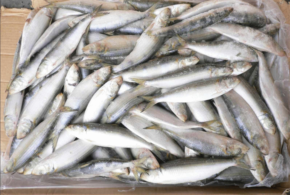 使用金屬檢測機(jī)檢測冷凍魚